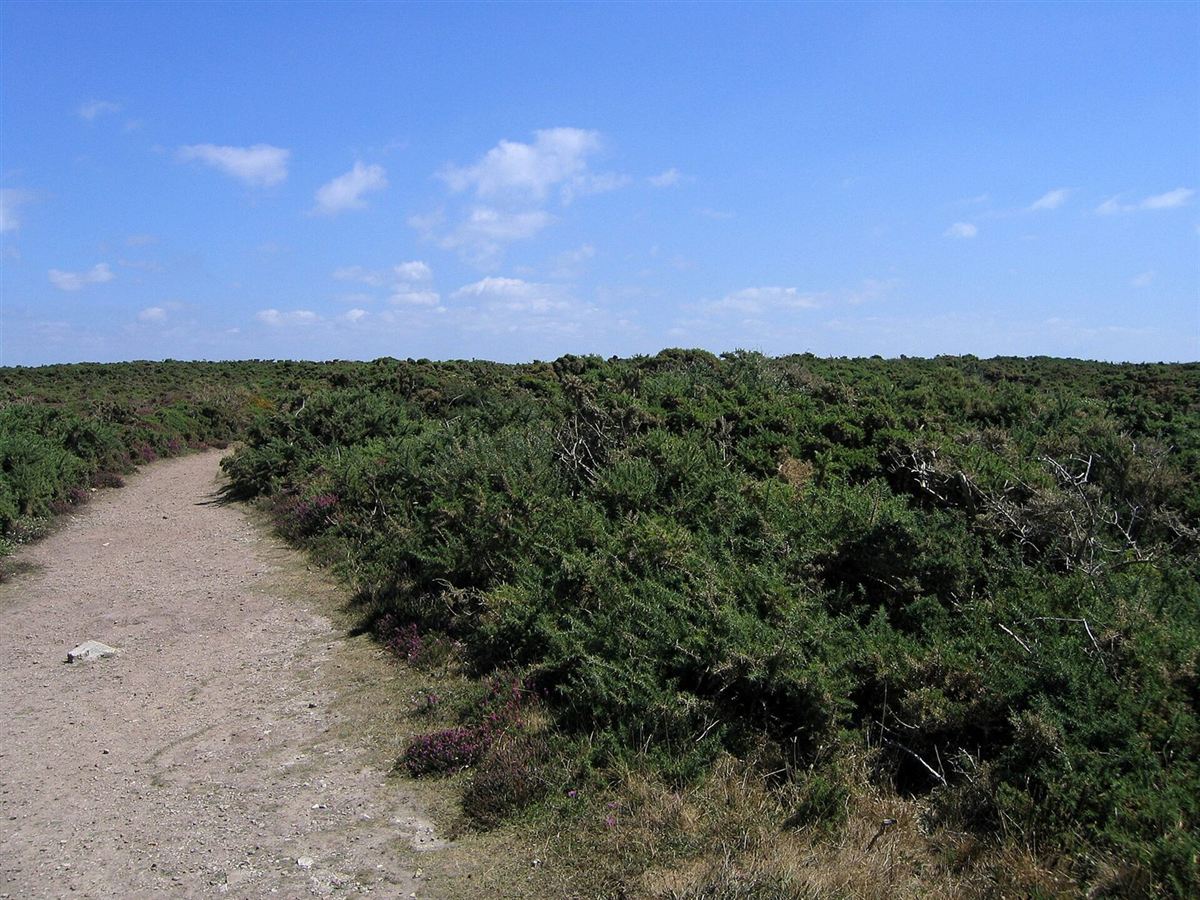 A hiking trail through mountain forest